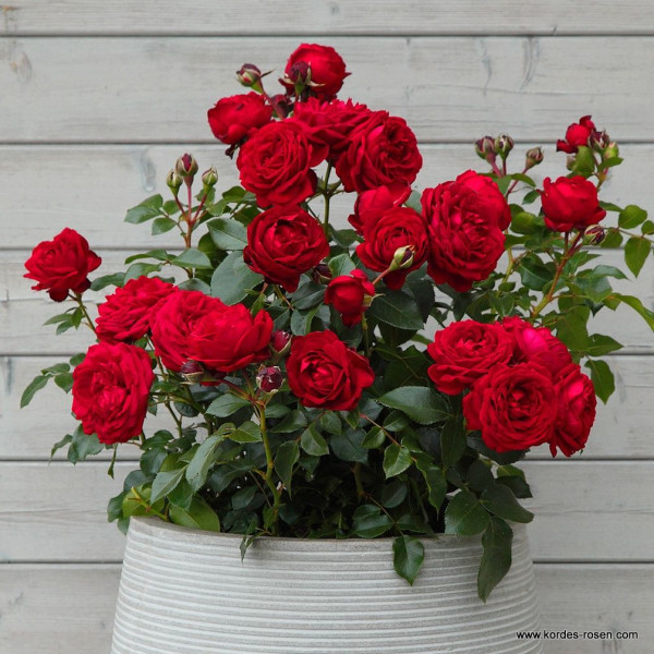 TILL EULENSPIEGEL® TILL EULENSPIEGEL®